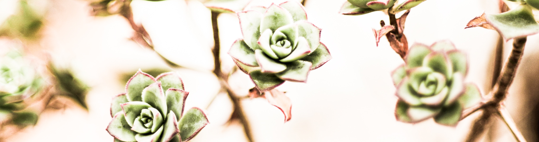 succulent-2